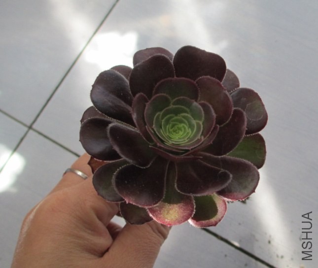 �ڷ�ʦ1(1).jpg