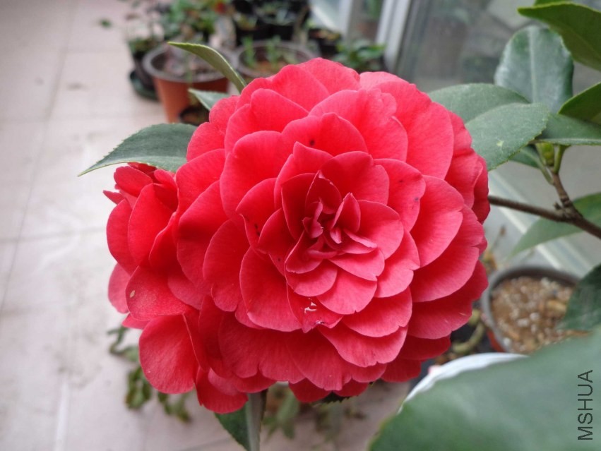 DSC01000.JPG