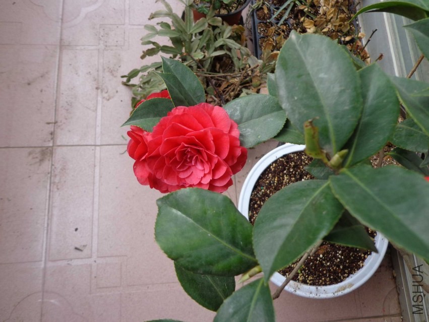 DSC01001.JPG