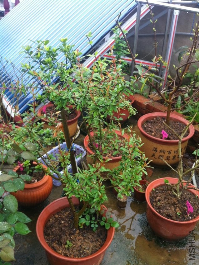 ��Ǥ�ķ�ˮ����