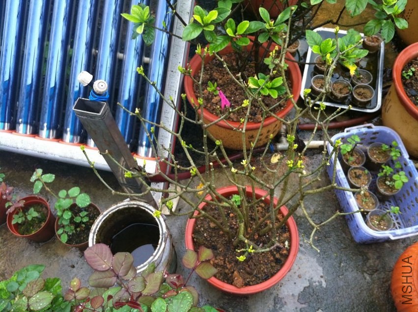 һ�ֿ�СС��ɫ�㻨������