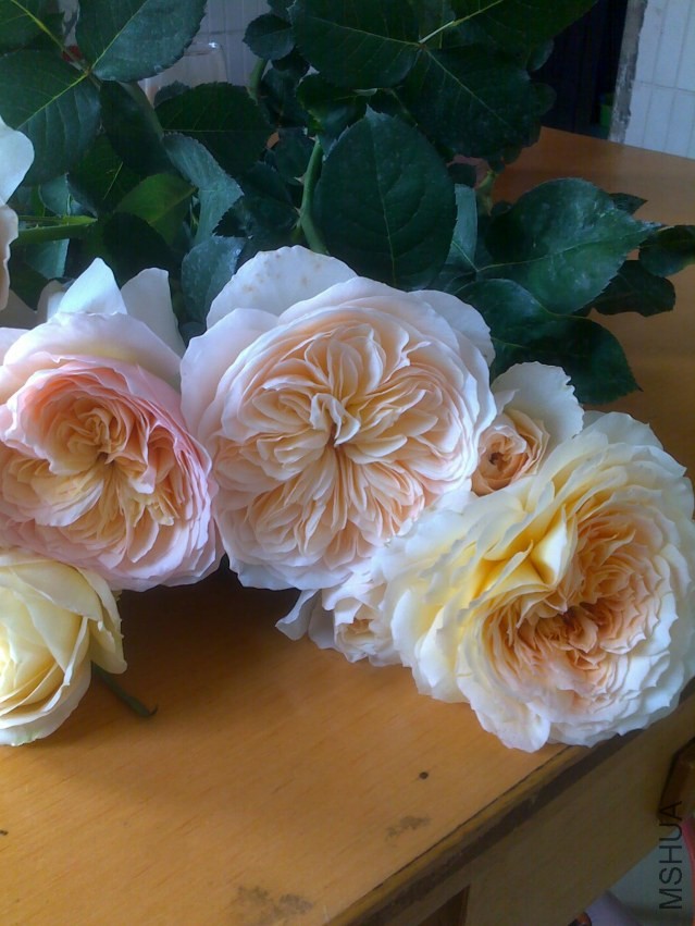 20140406986.jpg