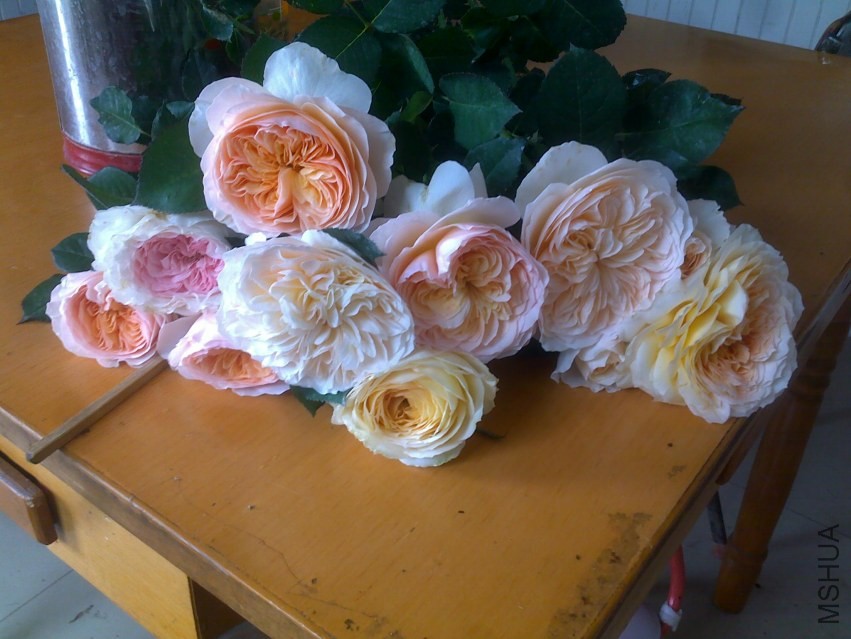 20140406984.jpg