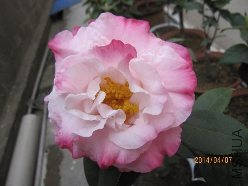 IMG_1329.jpg