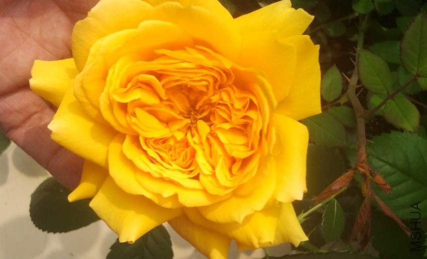 QQͼƬ20140407163502.jpg