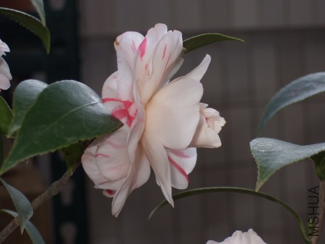 04.JPG