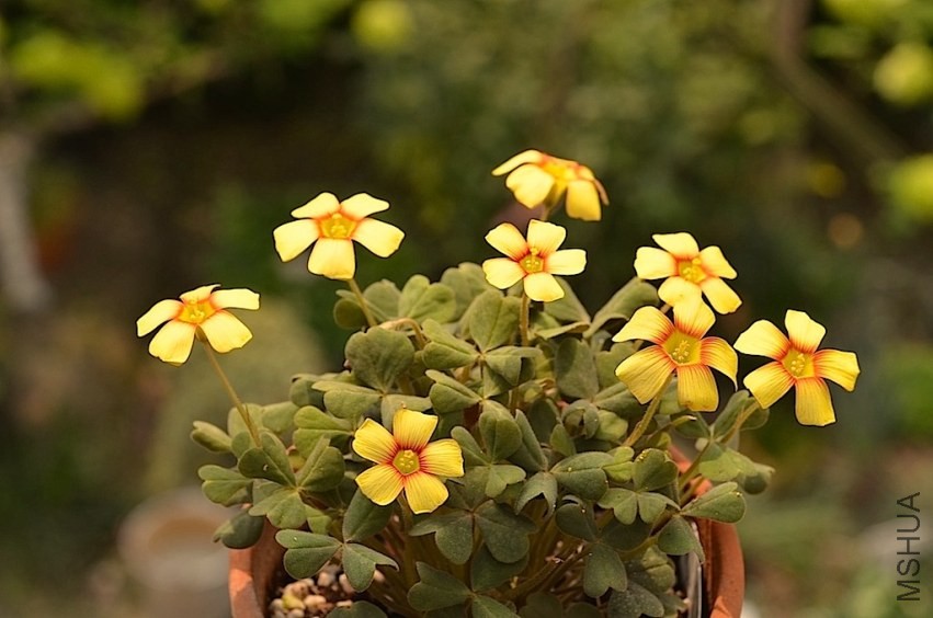 Oxalis firebird 20140405 001.JPG