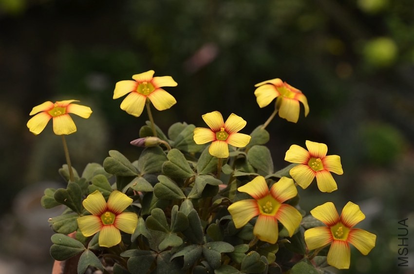Oxalis firebird 20140405 004.JPG