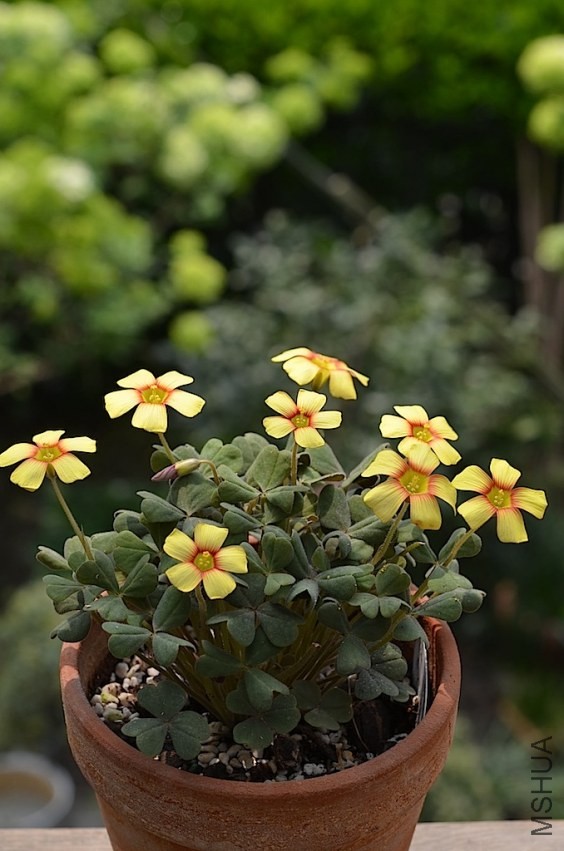 Oxalis firebird 20140405 011.JPG