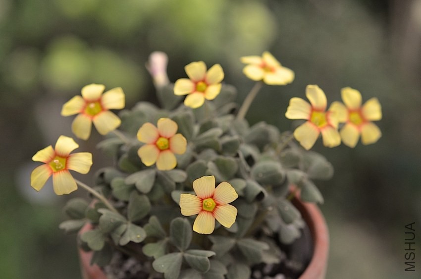 Oxalis firebird 20140406 002.JPG