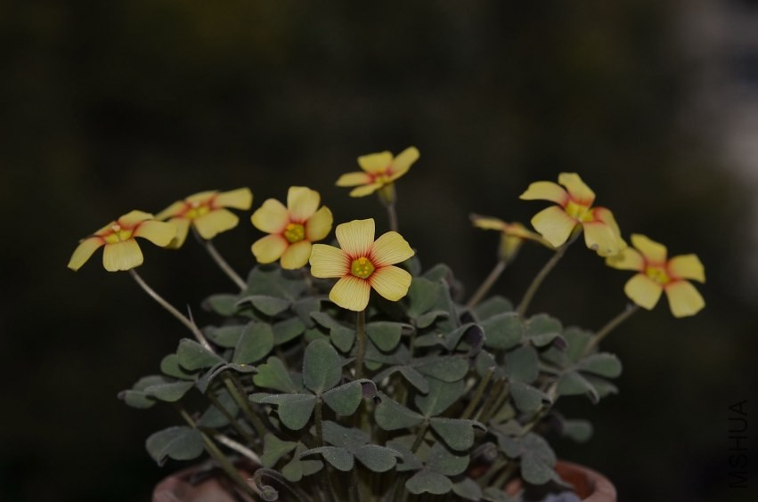 Oxalis firebird 20140406 004.JPG