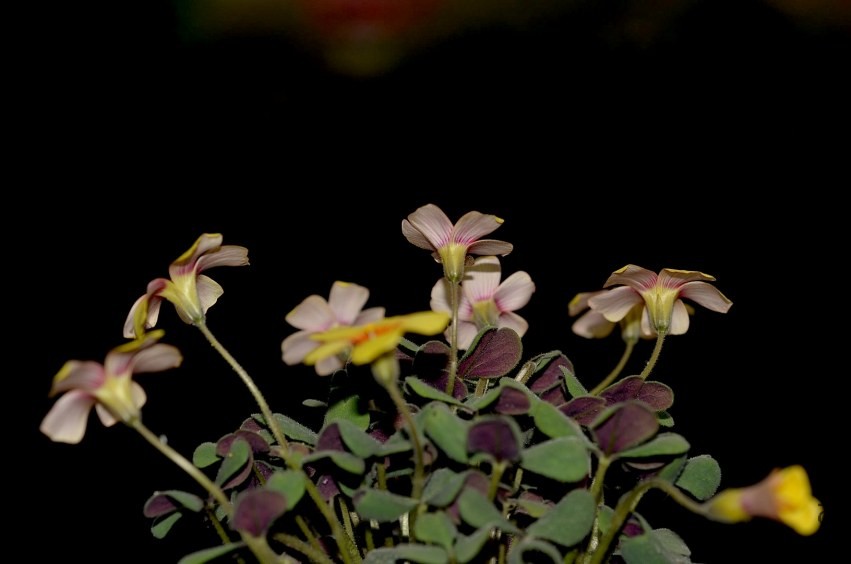 Oxalis firebird 20140406 007.JPG