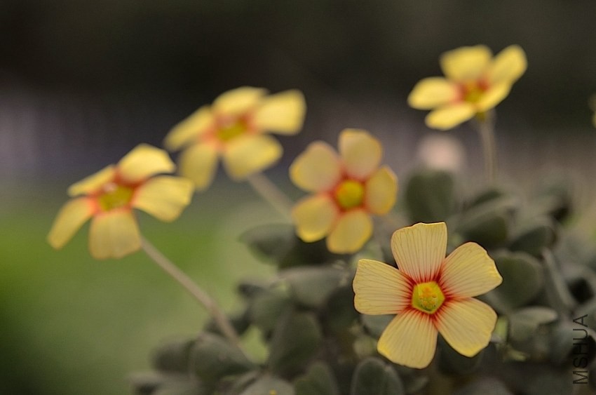 Oxalis firebird 20140406 011.JPG