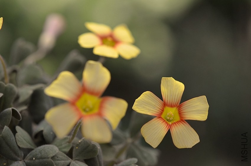 Oxalis firebird 20140406 013.JPG