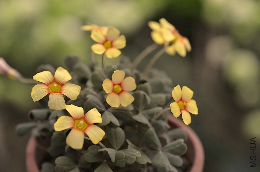 Oxalis firebird 20140406 014.JPG