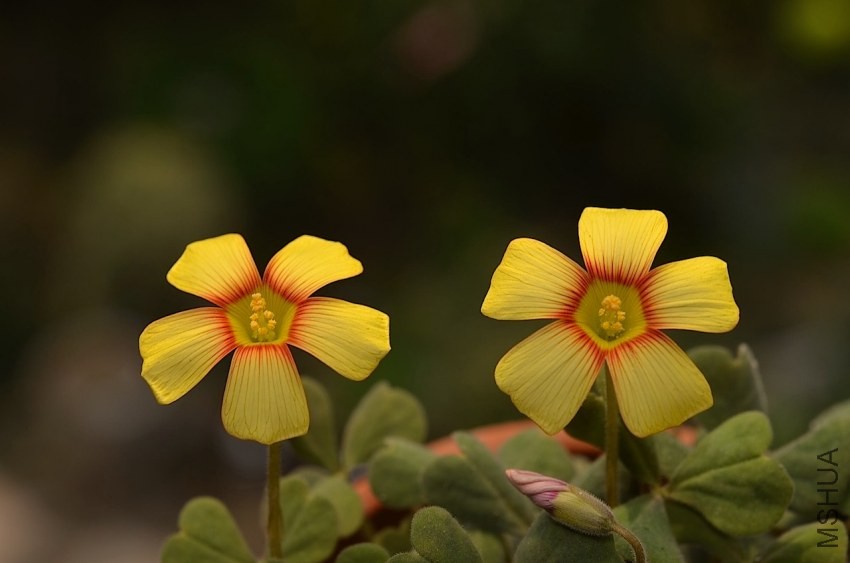 Oxalis firebird 20140405 005.JPG