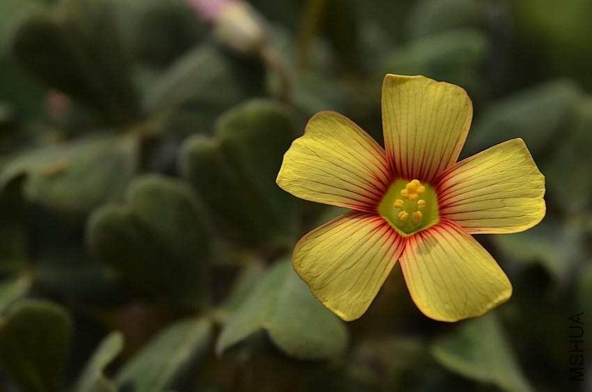 Oxalis firebird 20140405 008.JPG