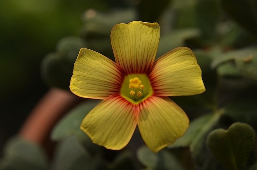 Oxalis firebird 20140405 009.JPG