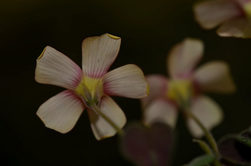 Oxalis firebird 20140406 008.JPG