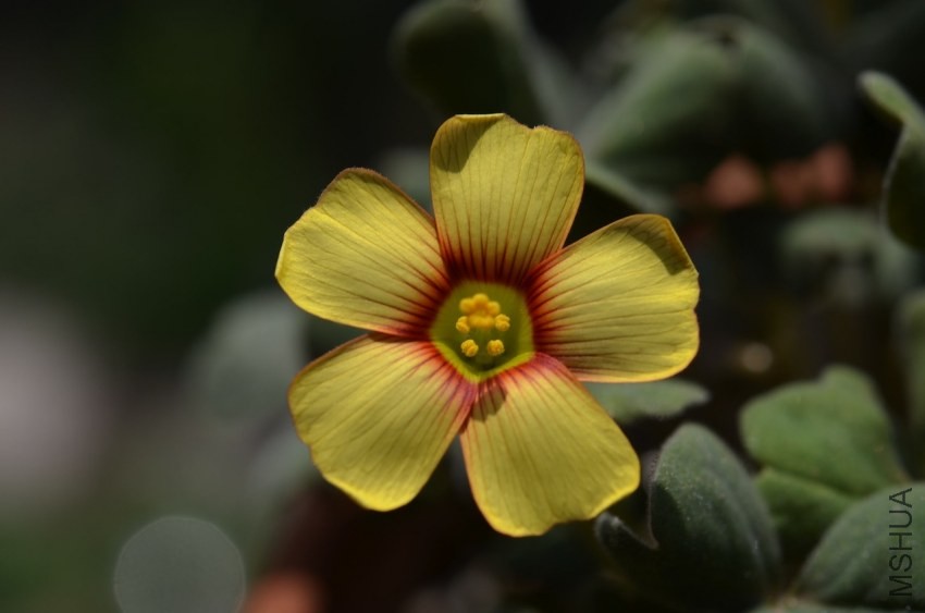 Oxalis fire bird 20140330 003.JPG