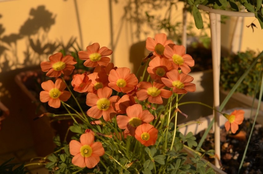 DSC_0420.JPG