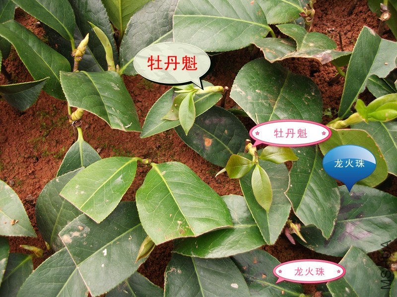 DSCF7717_����.jpg
