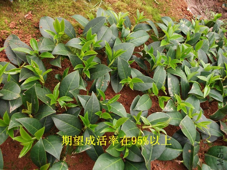 DSCF7722_����_����.jpg