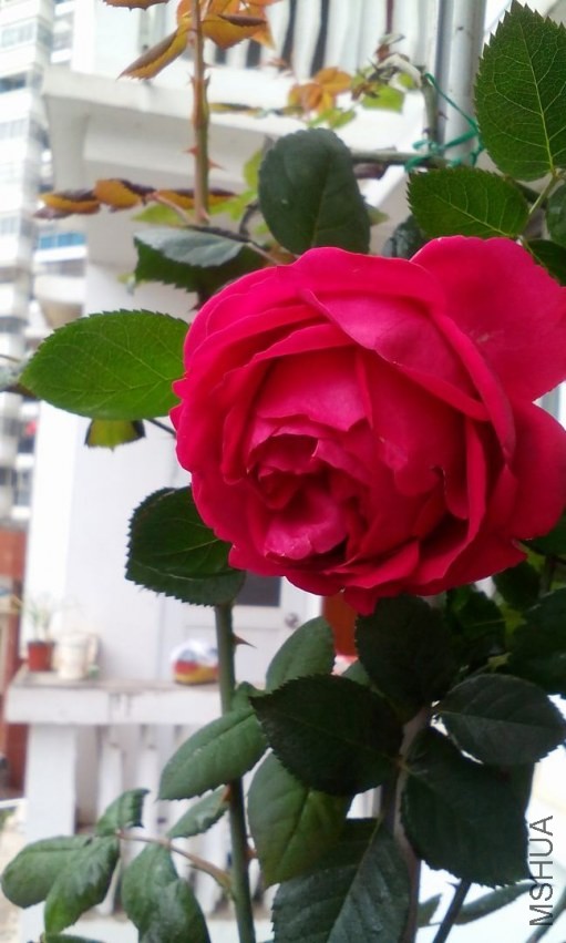 IMG_20140407_110518.jpg