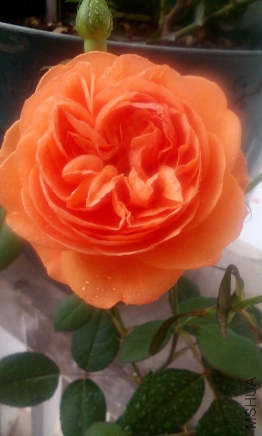 IMG_20140408_090831.jpg