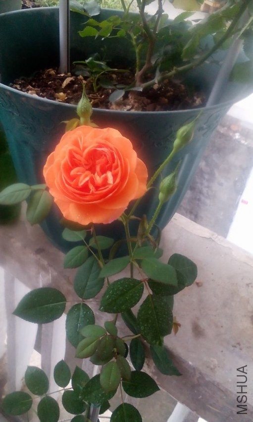 IMG_20140408_090822.jpg