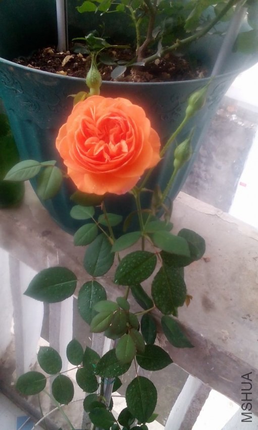 IMG_20140408_090818.jpg