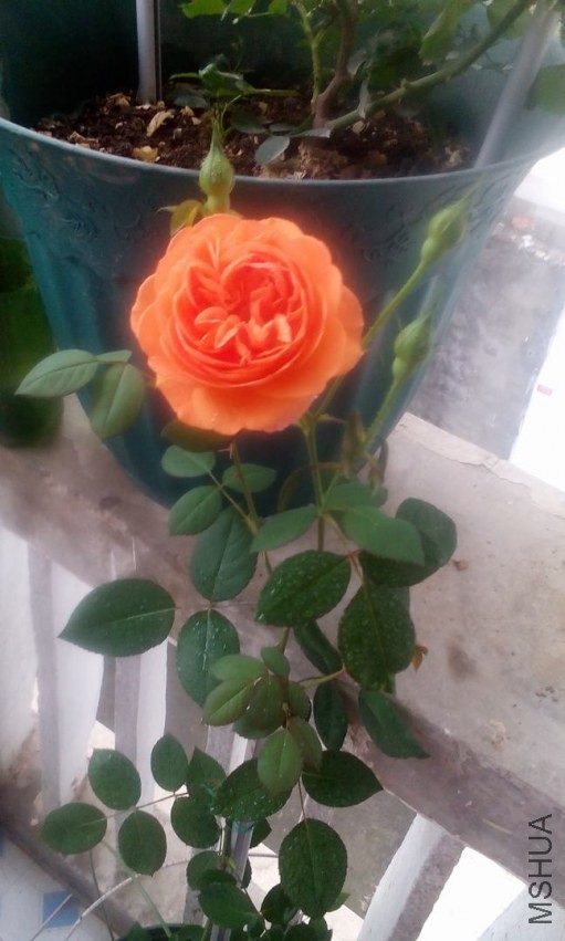 IMG_20140408_090813.jpg