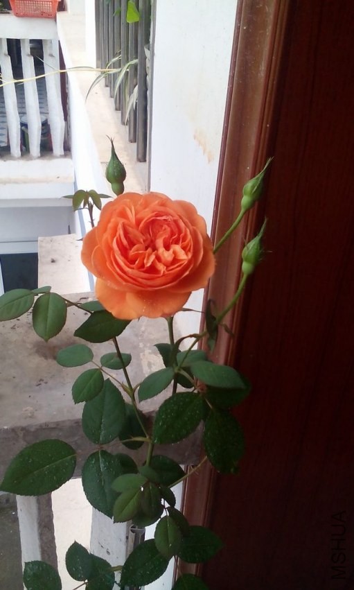 IMG_20140408_090320.jpg