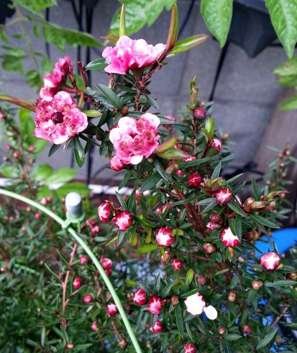 �ɺ�÷20140408B.jpg
