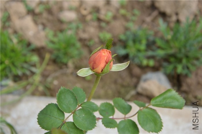 DSC_0071.jpg