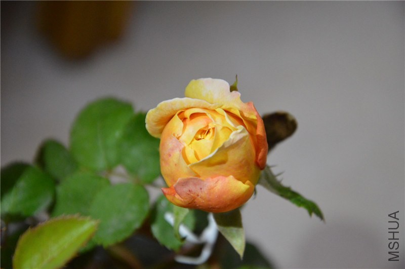 DSC_0108.jpg