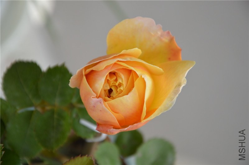 DSC_0111.jpg