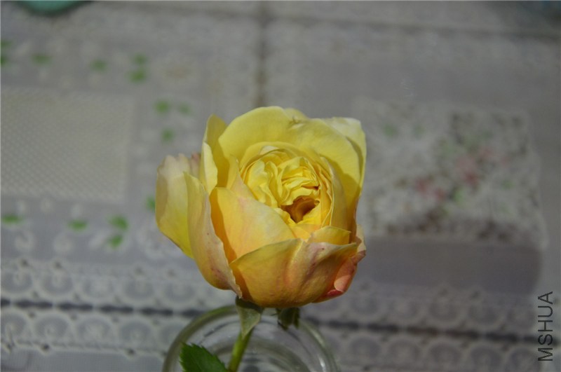 DSC_0115.jpg