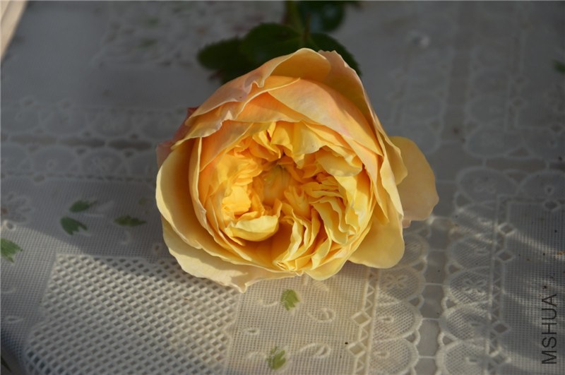DSC_0128.jpg