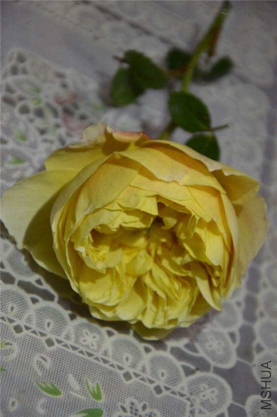 DSC_0134.jpg
