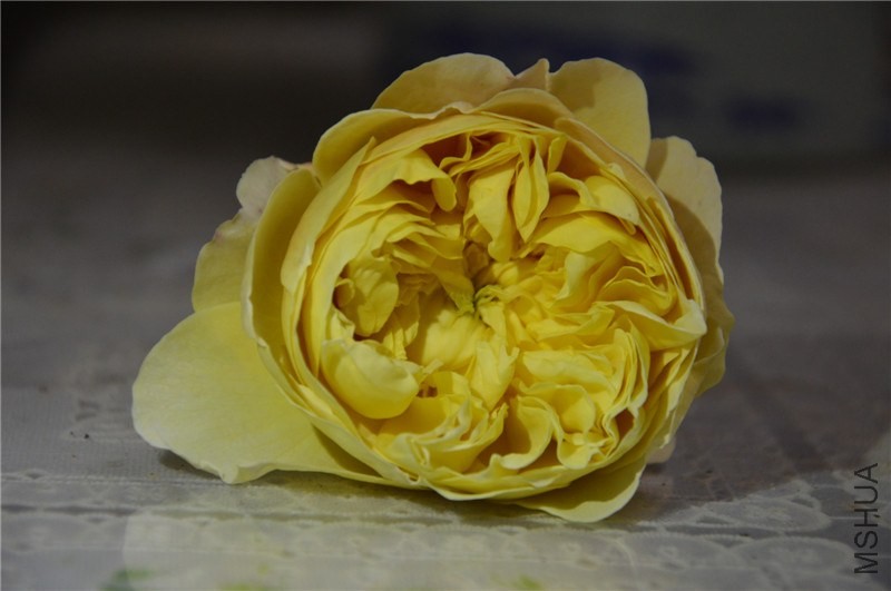 DSC_0137.jpg