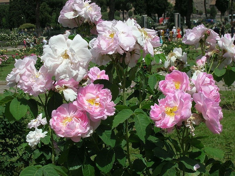 800px-Rosa_Celsiana_1.jpg