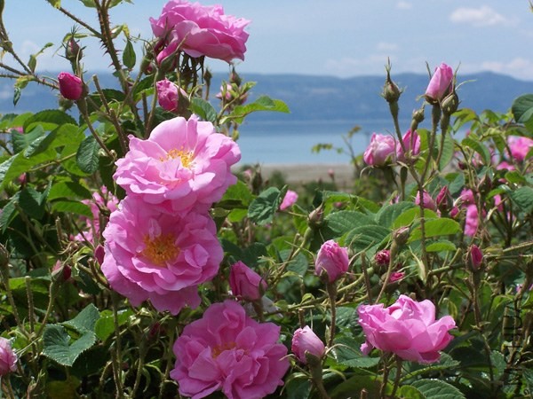rose-otto-rosa-damascena--[2]-2453-p.jpg