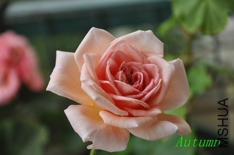 DSC_1100.JPG