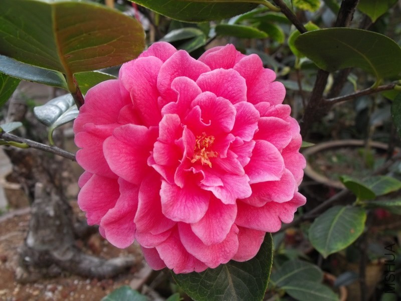 DSCF3363.JPG