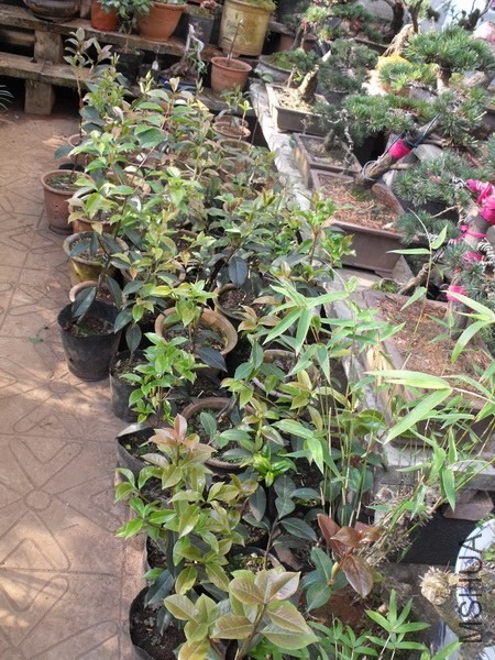 DSCF3365.jpg