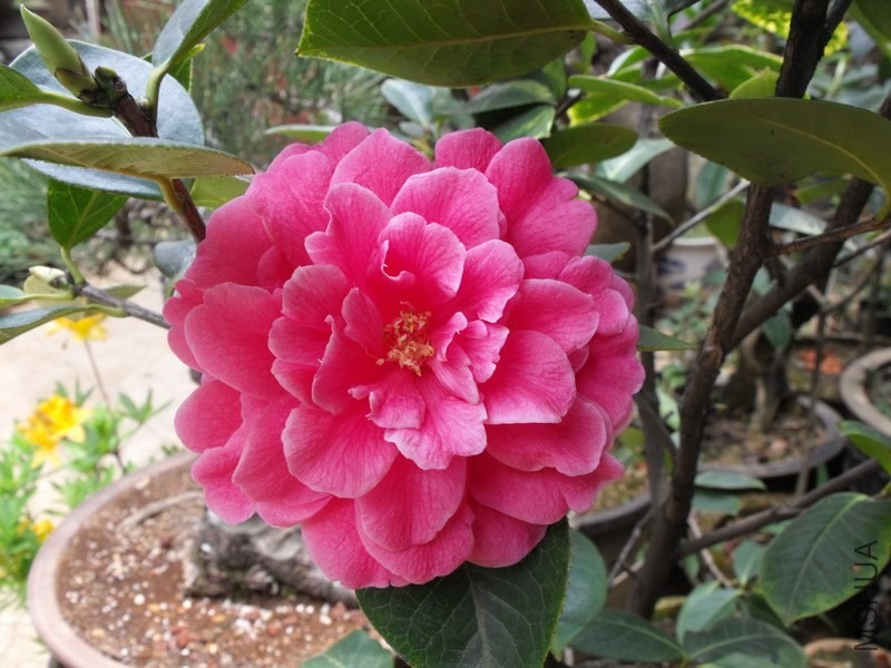 DSCF3366.JPG