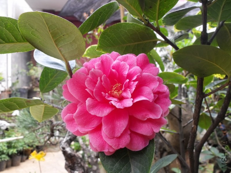 DSCF3367.JPG