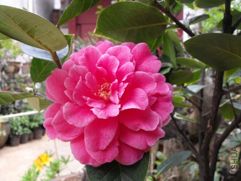 DSCF3368.JPG