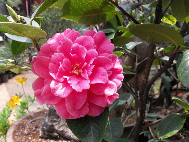 DSCF3370.JPG